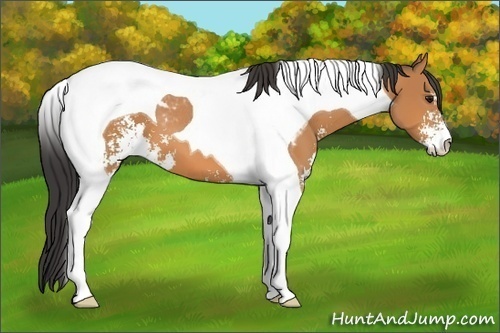 Horse Color: Bay Sabino Tobiano 
