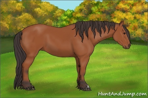 Horse Color: Bay 