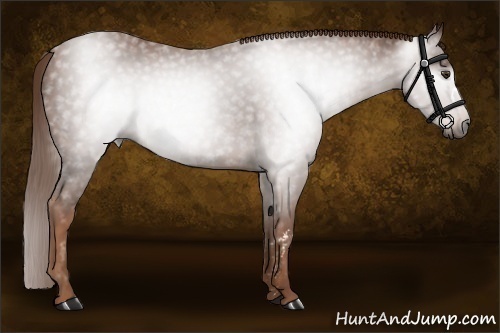 Horse Color:Gray Chestnut Brindle