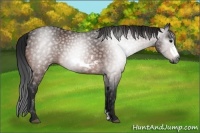 Horse Color:Gray Bay Frame 