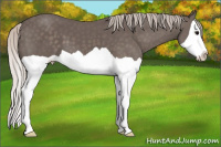 Horse Color:Silver Black Splash 