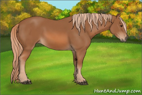 Horse Color: Chestnut 