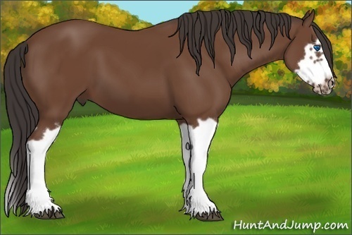 Horse Color: Bay Splash Frame 