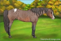 Horse Color:Bay Splash Appaloosa Brindle