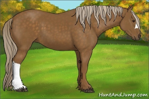 Horse Color:Chocolate Palomino