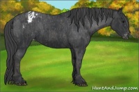 Horse Color:Black Appaloosa  Brindle