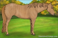 Horse Color:Chestnut  Brindle