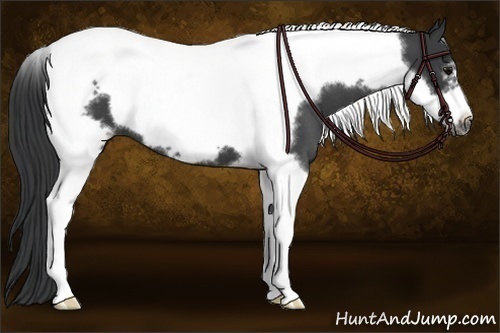Horse Color: Blue Roan Tobiano Frame 