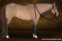 Horse Color:Bay Dun Varnish 