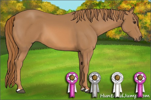 Horse Color: Chestnut 