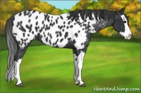 Horse Color:Black Splash Appaloosa 