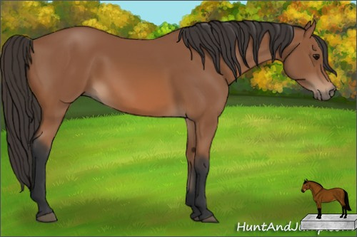 Horse Color: Bay 