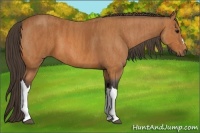 Horse Color:Bay Brindle