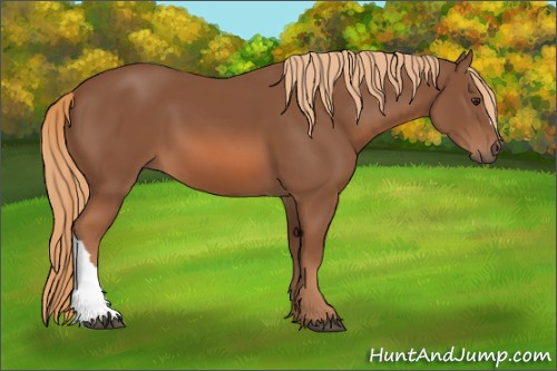 Horse Color: Chestnut 