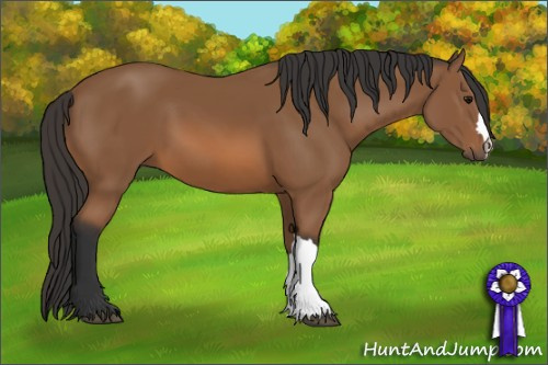 Horse Color: Bay 