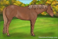 Horse Color:Chestnut Brindle