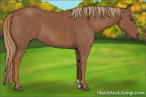 Horse Color: Chestnut  Brindle