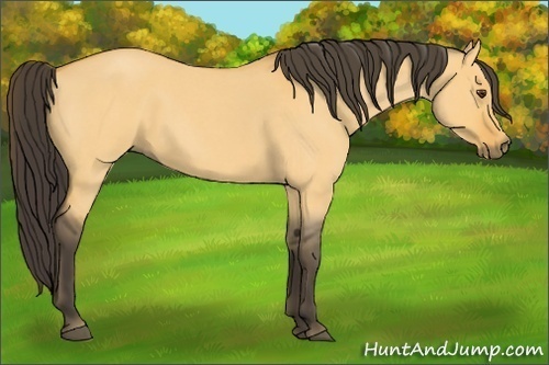 Horse Color:Buckskin Roan Dun