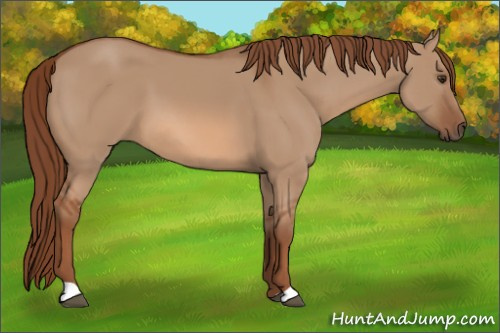 Horse Color: Red Dun 