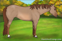 Horse Color:Red Dun