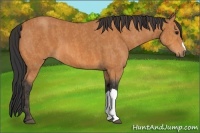 Horse Color:Bay  Brindle