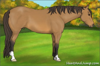 Horse Color:Buckskin 