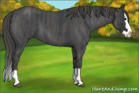 Horse Color:Blue Roan Splash Brindle