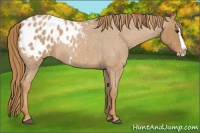 Horse Color:Red Roan Splash Appaloosa 