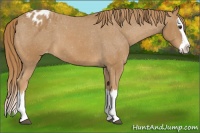 Horse Color:Chestnut Splash Appaloosa 