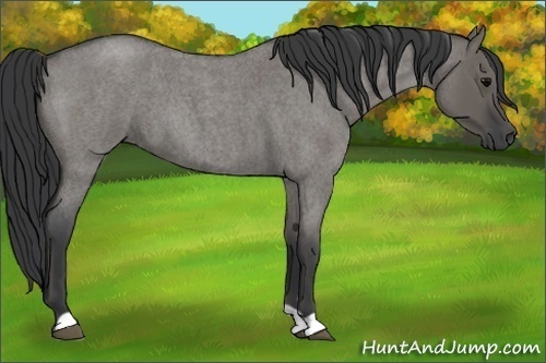 Horse Color: Unknown 