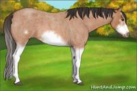 Horse Color:Bay Roan Splash Frame