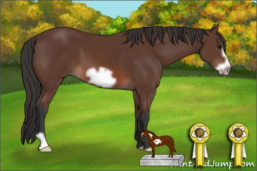 Horse Color: Unknown 