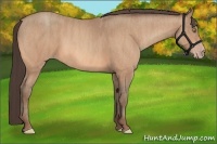 Horse Color:Amber Champagne  Brindle