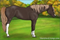 Horse Color:Liver Chestnut 