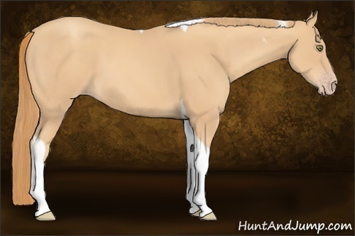Horse Color:Gold Champagne Tobiano 
