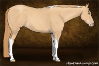 Horse Color:Gold Champagne Tobiano