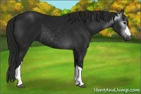 Horse Color:Gray Black 