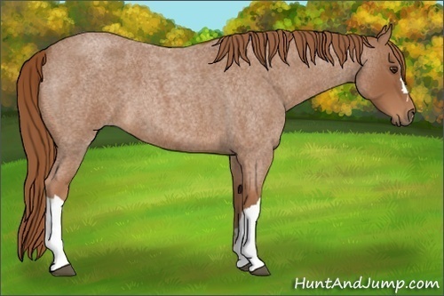 Horse Color: Unknown 