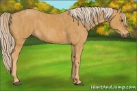 Horse Color:Palomino  Brindle