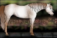 Horse Color:Gray Chestnut  Brindle