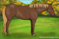 Horse Color:Gray Chestnut 