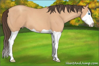 Horse Color:Amber Champagne Splash 