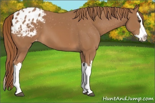 Horse Color: Chestnut Splash Blanket 