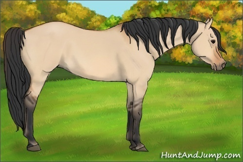 Horse Color: Bay Dun 