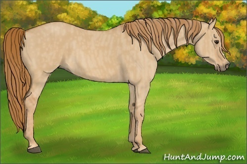 Horse Color: Red Dun  Brindle