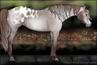 Horse Color:Gray Red Roan Splash Appaloosa 