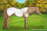 Horse Color:Chestnut Snowcap  Brindle
