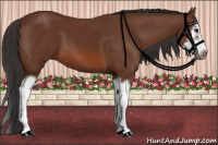 Horse Color:Bay Splash Frame 