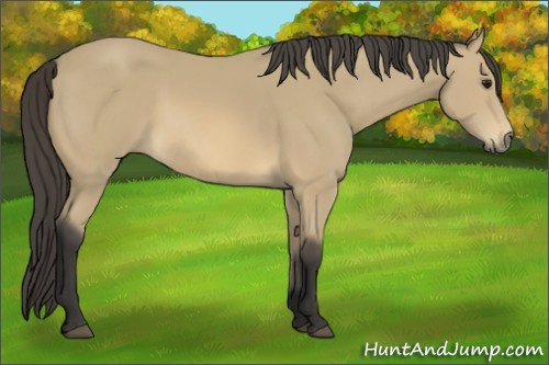Horse Color: Buckskin 