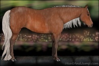 Horse Color:Silver Bay  Brindle